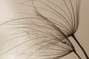 soyut Karahindiba çiçeği arka plan, aşırı closeup. büyük dandelion doğal zemin üzerinde. Sanat Fotoğrafçılık