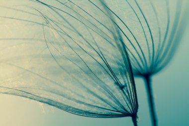 soyut Karahindiba çiçeği arka plan, aşırı closeup. büyük dandelion doğal zemin üzerinde. Sanat Fotoğrafçılık