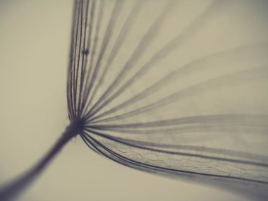 soyut Karahindiba çiçeği arka plan, aşırı closeup. büyük dandelion doğal zemin üzerinde. Sanat Fotoğrafçılık