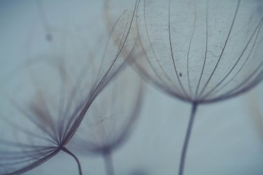 soyut Karahindiba çiçeği arka plan, aşırı closeup. büyük dandelion doğal zemin üzerinde. Sanat Fotoğrafçılık