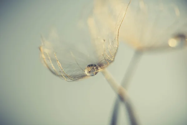 Soyut karahindiba çiçek arka plan, aşırı closeup. Doğal zemin üzerine büyük karahindiba — Stok fotoğraf