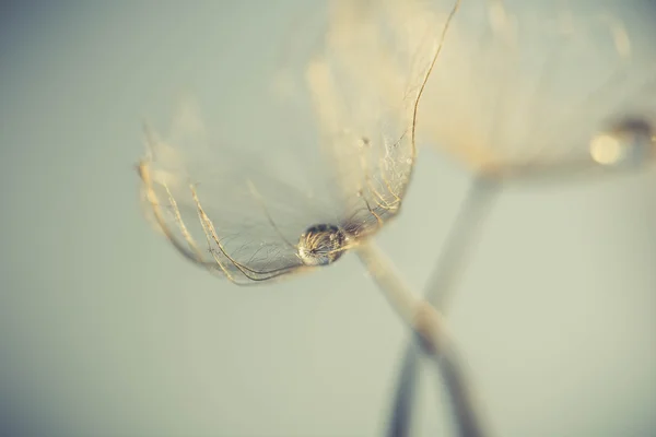 Abstract dandelion flower background, extreme closeup. Big dandelion on natural background — Stock Photo, Image