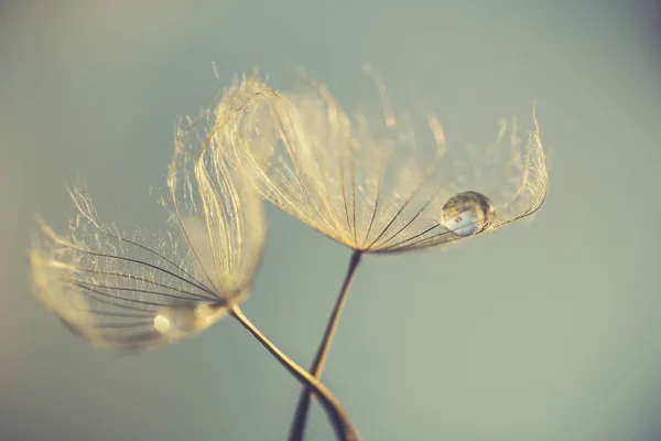 Αφηρημένη πικραλίδα λουλούδι φόντο, ακραία closeup. μεγάλη πικραλίδα σε φυσικό φόντο — Φωτογραφία Αρχείου