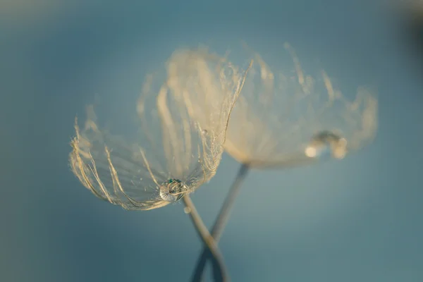 Abstraktní Pampeliška květin pozadí, extrémní closeup. velké Pampeliška na přírodní pozadí — Stock fotografie