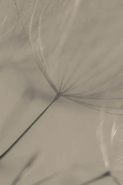 soyut Karahindiba çiçeği arka plan, aşırı closeup. büyük dandelion doğal zemin üzerinde. Sanat Fotoğrafçılık