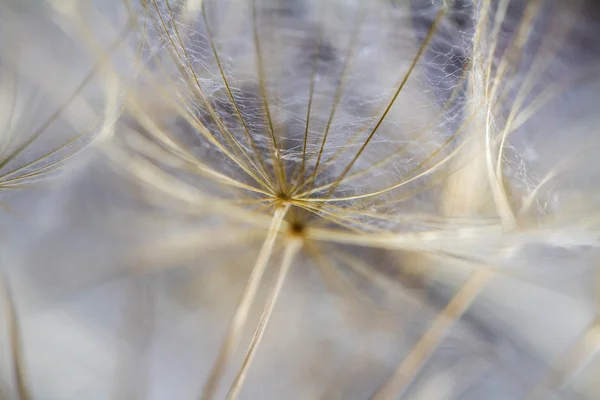 Abstract dandelion flower background, extreme closeup. Big dandelion on natural background. Art photography — Stock Photo, Image