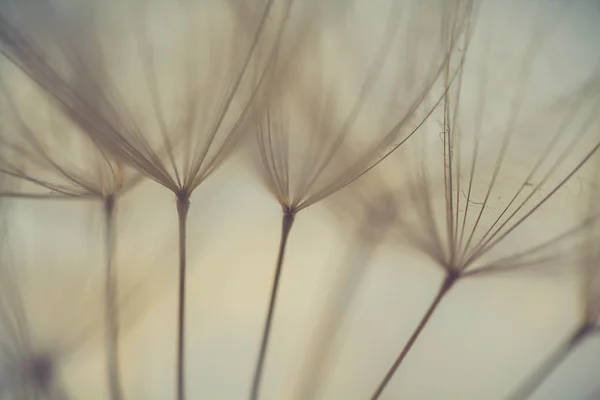 soyut Karahindiba çiçeği arka plan, aşırı closeup. büyük dandelion doğal zemin üzerinde. Sanat Fotoğrafçılık