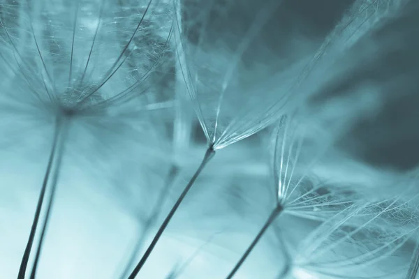 Abstract dandelion flower background, extreme closeup. Big dandelion on natural background. Art photography — Stock Photo, Image