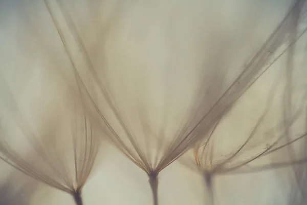 Абстрактный цветочный фон одуванчика, экстремальный крупный план. Большой одуванчик на естественном фоне. Фотография — стоковое фото