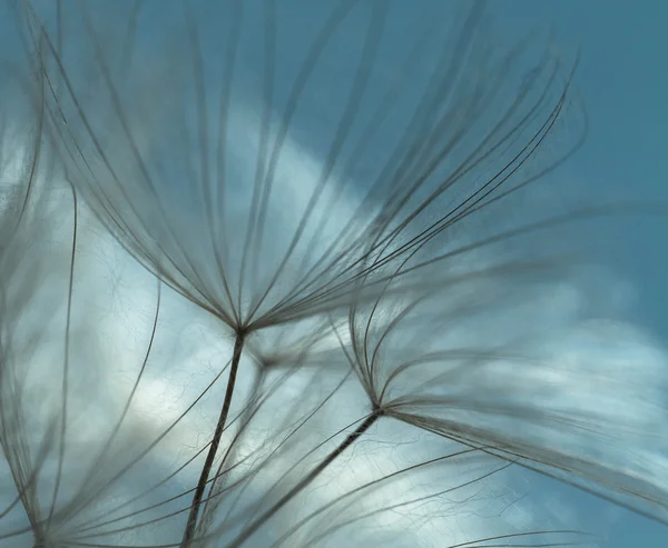 Abstrakt maskros blomma bakgrund, extrem närbild. stora maskros på naturliga bakgrund. fotokonst — Stockfoto