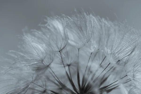 Αφηρημένη πικραλίδα λουλούδι φόντο, ακραία closeup. μεγάλη πικραλίδα στο φυσικό υπόβαθρο. καλλιτεχνική φωτογραφία — Φωτογραφία Αρχείου