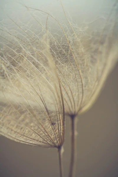 Abstract dandelion flower background, extreme closeup. Big dandelion on natural background. Art photography — Stock Photo, Image