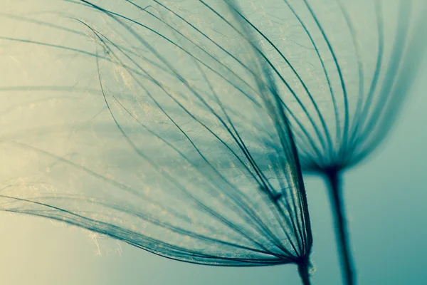 Abstract dandelion flower background, extreme closeup. Big dandelion on natural background. Art photography — Stock Photo, Image