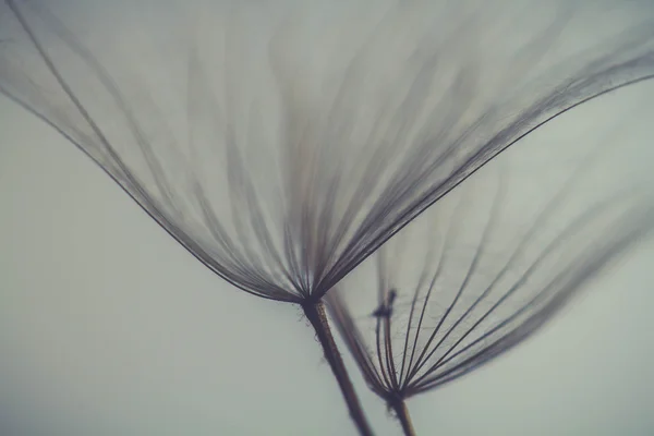 抽象的なタンポポの花の背景、極端なクローズ アップ。自然な背景に大きなタンポポ。美術写真撮影 — ストック写真