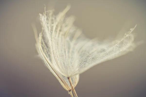 soyut Karahindiba çiçeği arka plan, aşırı closeup. büyük dandelion doğal zemin üzerinde. Sanat Fotoğrafçılık