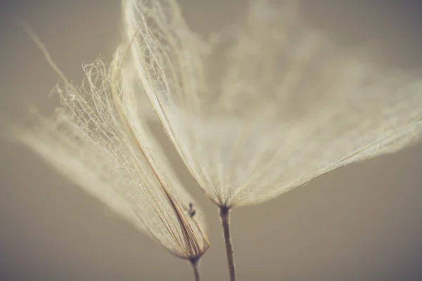 초록 민들레 꽃 배경, 극단적인 근접 촬영입니다. 자연 배경에 큰 민들레입니다. 예술 사진 — 스톡 사진