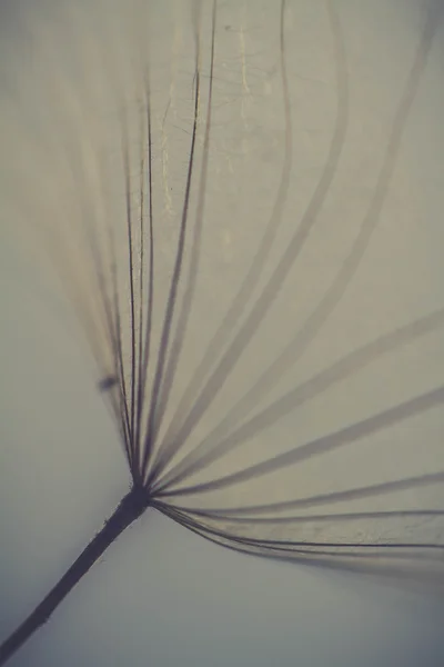 soyut Karahindiba çiçeği arka plan, aşırı closeup. büyük dandelion doğal zemin üzerinde. Sanat Fotoğrafçılık