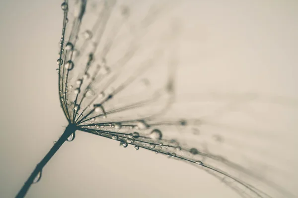 soyut Karahindiba çiçeği arka plan, aşırı closeup. büyük dandelion doğal zemin üzerinde. Sanat Fotoğrafçılık