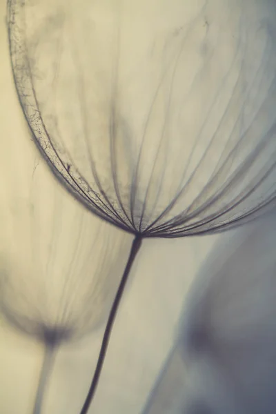 Absztrakt pitypang virág háttér, extrém Vértes. nagy pitypang a természetes háttér. Fotóművészeti fotózás — Stock Fotó