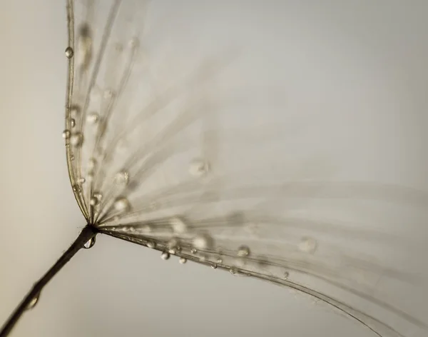 Abstract dandelion flower background, extreme closeup. Big dandelion on natural background. Art photography — Stock Photo, Image