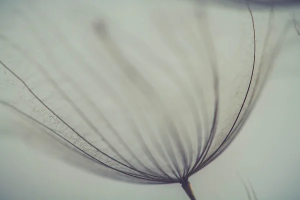 Αφηρημένη πικραλίδα λουλούδι φόντο, ακραία closeup. μεγάλη πικραλίδα στο φυσικό υπόβαθρο. καλλιτεχνική φωτογραφία — Φωτογραφία Αρχείου