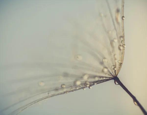 초록 민들레 꽃 배경, 극단적인 근접 촬영입니다. 자연 배경에 큰 민들레입니다. 예술 사진 — 스톡 사진