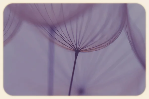 Abstract dandelion flower background, extreme closeup. Big dandelion on natural background. Art photography — Stock Photo, Image