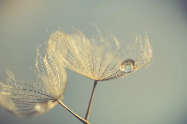 Fondo abstracto de flores de diente de león, primer plano extremo. Gran diente de león sobre fondo natural Imágenes de stock libres de derechos