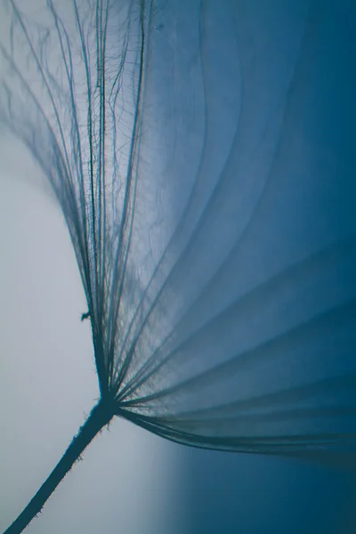 Fondo abstracto de flores de diente de león, primer plano extremo. Gran diente de león sobre fondo natural. Fotografía artística Fotos de stock libres de derechos