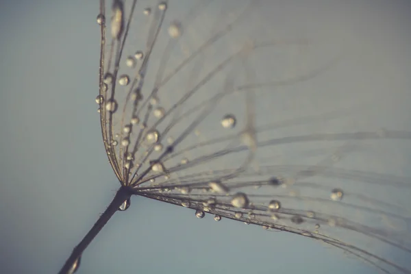 Résumé Fond de fleur de pissenlit, très gros plan. Grand pissenlit sur fond naturel. Photographie d'art Image En Vente