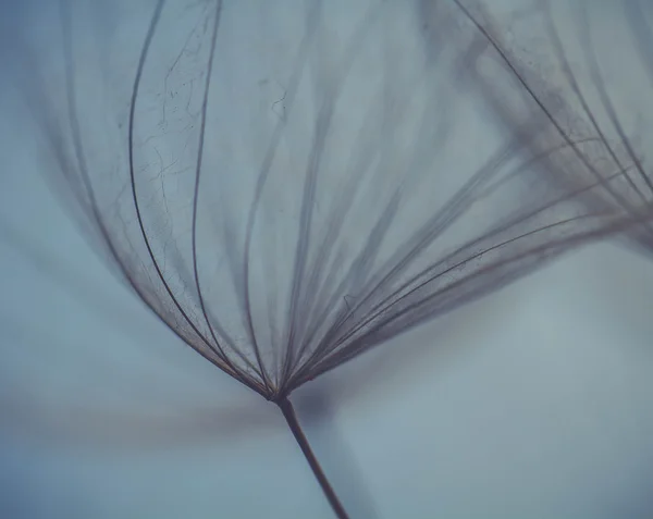 Fondo abstracto de flores de diente de león, primer plano extremo. Gran diente de león sobre fondo natural. Fotografía artística Imagen de archivo