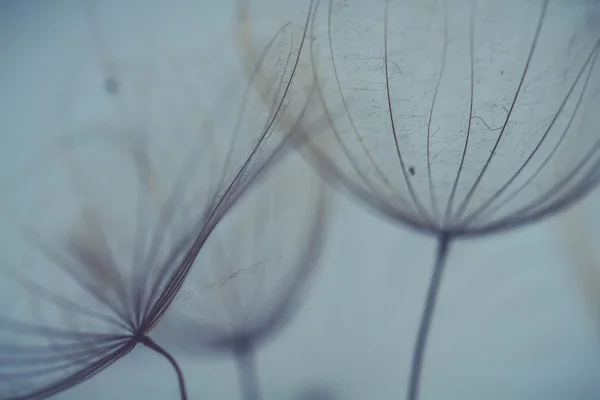 Αφηρημένη πικραλίδα λουλούδι φόντο, ακραία closeup. μεγάλη πικραλίδα στο φυσικό υπόβαθρο. καλλιτεχνική φωτογραφία Εικόνα Αρχείου