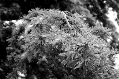 Donmuş çam ağacı dalı