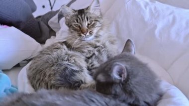 İki kedi yatakta uyur. Odada birkaç evcil hayvan var..