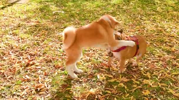 Dwa psy bawią się w parku. Akita Inu i buldog na spacer, zabawa igraszki. — Wideo stockowe