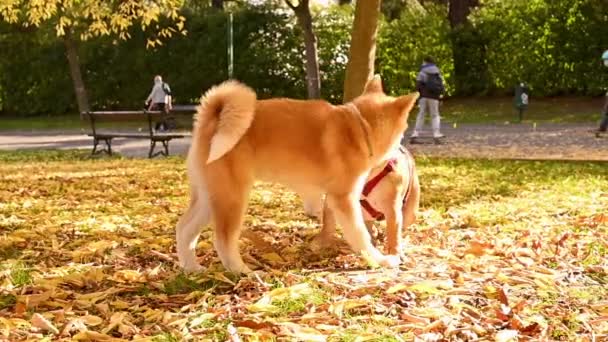 Twee honden spelen in het park. Akita Inu en een bulldog voor een wandeling, stoer plezier. — Stockvideo
