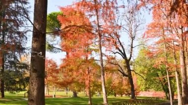 Quadcopter sonbahar parkında uçuyor. Yetişkinler ve çocuklar için modern teknolojik oyuncaklar. Havadaki İHA.