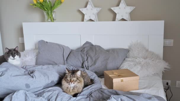 Kucing berbulu indah di tempat tidur di kamar tidur. Kucing Siberia dan kucing besar abu-abu. Pagi waktu di tempat tidur. Ruang kosong untuk teks. — Stok Video