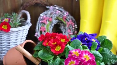 İlkbaharda bahçeye çiçek dikmek. Bahçe aletleri ve çiçekler bahçe terasında. Topraktaki farklı parlak renklerde bir çuha çiçeği. Bahçe işleri konsepti. Pankart. Boşluğu kopyala.