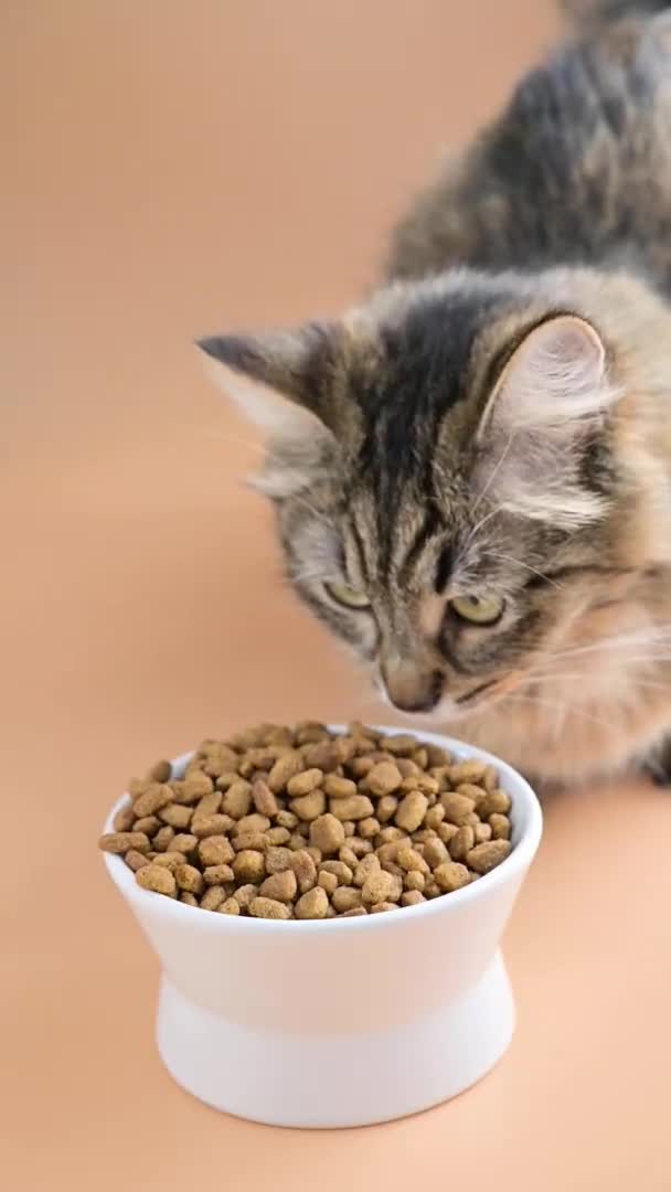 Mooie pluizige kat eet droog voedsel uit een kopje. Siberische kat jong close-up. Het concept van de juiste voeding voor huisdieren. Verticale video, voor sociale netwerken. — Stockvideo