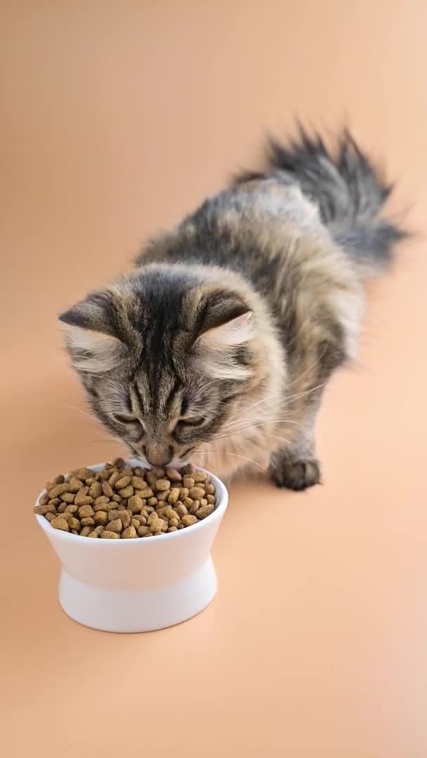 Krásná nadýchaná kočka jí suché jídlo z poháru. Sibiřský kocour zblízka. Koncept správné výživy pro domácí zvířata. Vertikální video pro sociální sítě. — Stock video