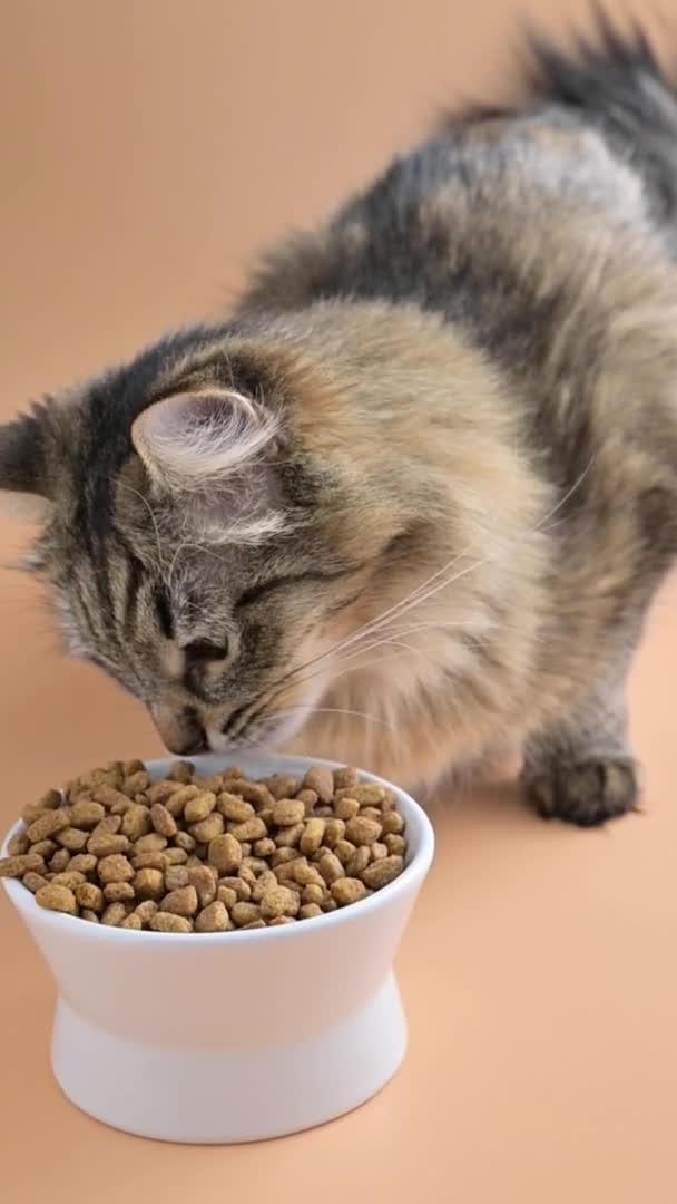 Beau chat moelleux mange de la nourriture sèche d'une tasse. Chat sibérien jeune gros plan. Le concept de bonne nutrition pour les animaux de compagnie. Vidéo verticale, pour les réseaux sociaux. — Video