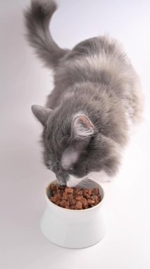 Yetişkin, tüylü, beyaz ve gri bir kedi beyaz bir kaseden kedi maması yer. Evcil hayvan maması. Ağızlığını kapat. Sosyal medya için dikey video.