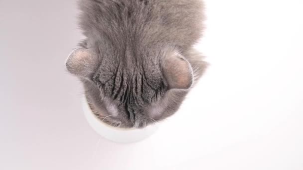 Szürke bolyhos macska konzervet eszik. Háziállat eszik egy fehér csésze fehér háttér. Közelkép egy macskáról, ahogy torkolja a helyes táplálkozást. Vízszintes videó — Stock videók