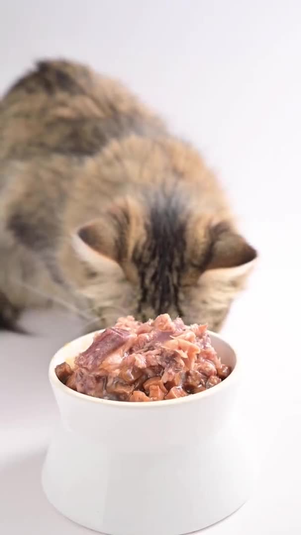 Консервированное мясо в миске и серая кошка ест. Сибирский кот. Корм для домашних животных. Вертикальное видео для социальных сетей. Медленное движение — стоковое видео