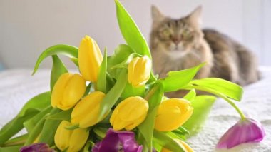 Bir kedi ve bir buket çiçek. Parlak sarı ve mor laleler ve yatakta güzel tüylü bir kedi. Doğum günü ya da başka bir tatil için sürpriz..