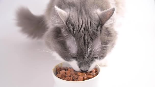 Сірий пухнастий кіт їсть консервовану їжу. Домашня тварина їсть з білої чашки на білому тлі. Крупним планом у кішок дульне правильне харчування. Горизонтальне відео — стокове відео