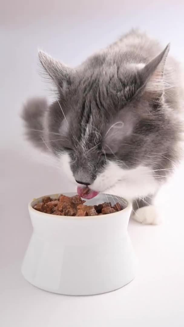 Μια ενήλικη χνουδωτή λευκή και γκρι γάτα τρώει γατοτροφή από ένα λευκό μπολ. Φαγητό για κατοικίδια. Κοντινό ρύγχος. Κάθετη βίντεο για τα μέσα κοινωνικής δικτύωσης. — Αρχείο Βίντεο