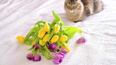 Bir kedi ve bir buket çiçek. Parlak sarı ve mor laleler ve yatakta güzel tüylü bir kedi. Doğum günü ya da başka bir tatil için sürpriz..