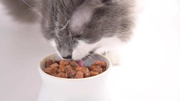 Gatto grigio soffice mangia cibo in scatola. L'animale domestico mangia da una tazza bianca su uno sfondo bianco. Il primo piano di un muso di gatti la nutrizione corretta. Video orizzontale — Video Stock